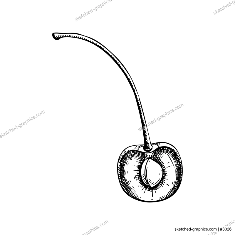 Vintage cherry sketch. Hand-drawn vector illustration. Summer berry fruit drawing. Botanical design elements. NOT AI generated