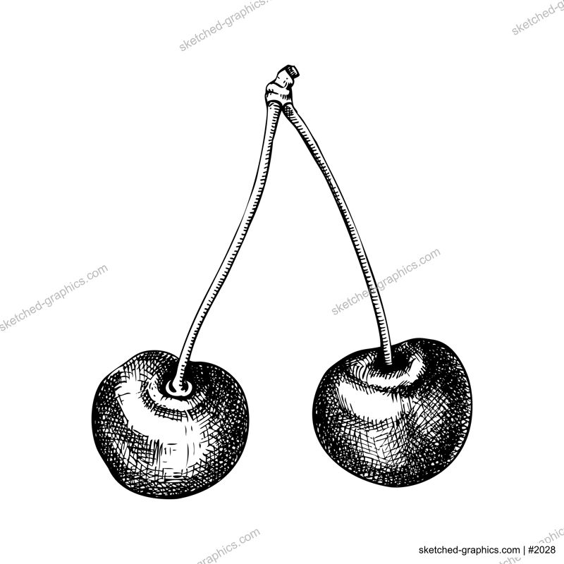 Vintage cherry sketch. Hand-drawn vector illustration. Summer berry fruit drawing. Botanical design elements. NOT AI generated