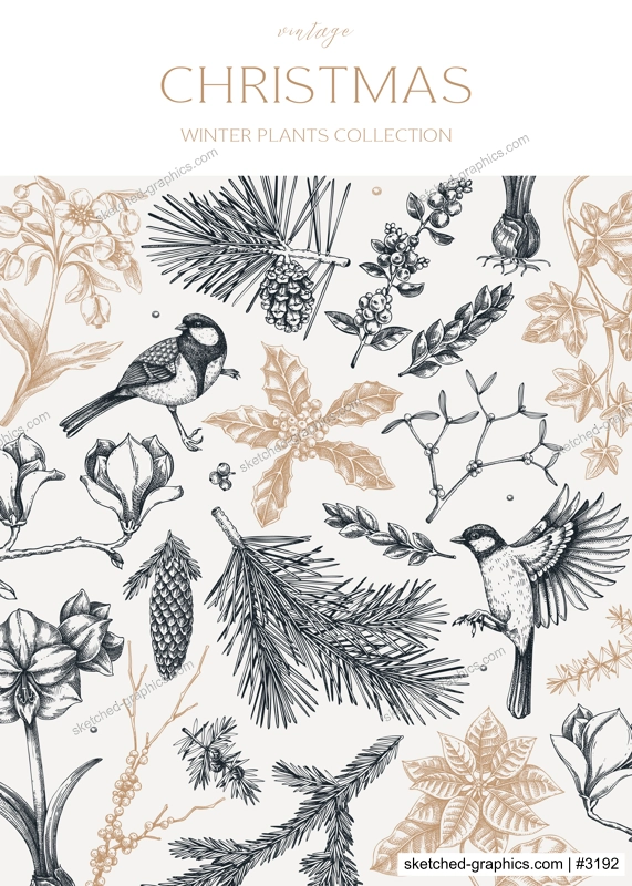 Vintage Christmas card design. Winter nature background. Conifer trees, winter flowers, birds sketches. Hand drawn vector illustration. NOT AI generated