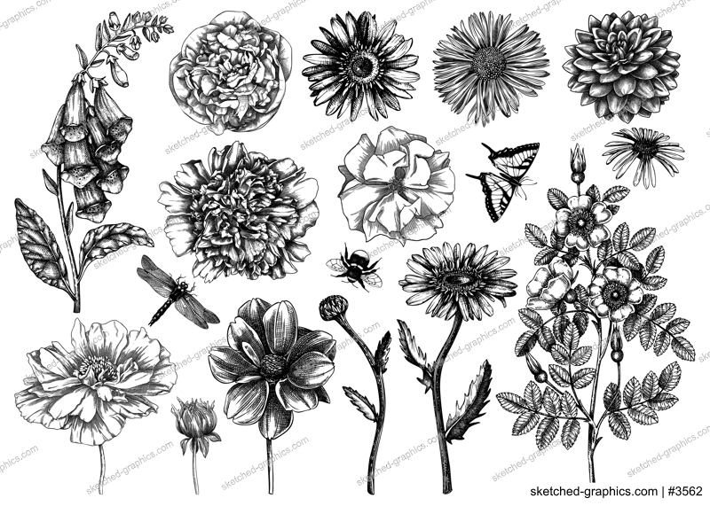 Hand-sketched flower illustrations collection. Vintage summer florals drawing set. Detailed and elegant garden plant on white background. Botanical elements in engraved style.