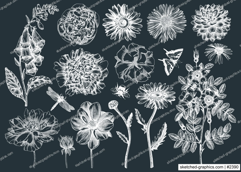 Hand-sketched flower illustrations collection. Vintage summer florals drawing set. Detailed and elegant garden plant on chalkboard. Botanical elements in engraved style.