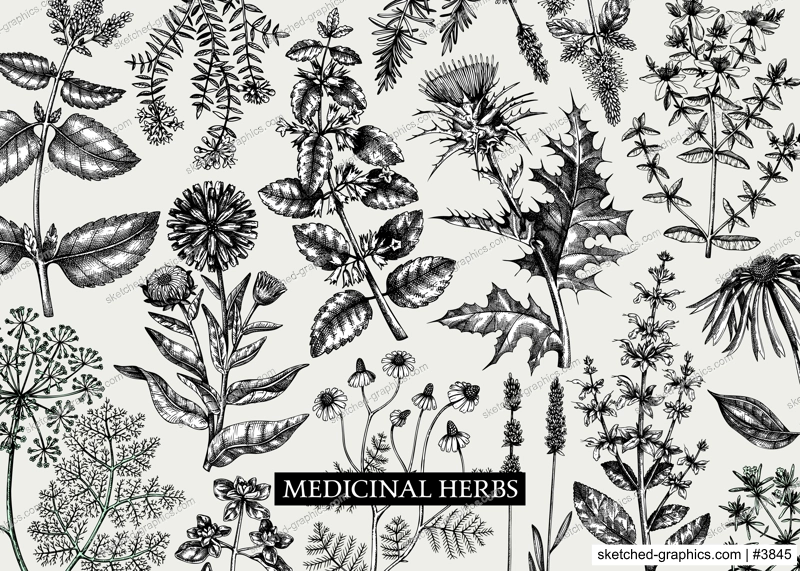 Vintage herbs background. Aromatic plants, medicinal flowers, perfume and cosmetic products, herbal tea ingredients in sketch style. Vector banner design, print, label