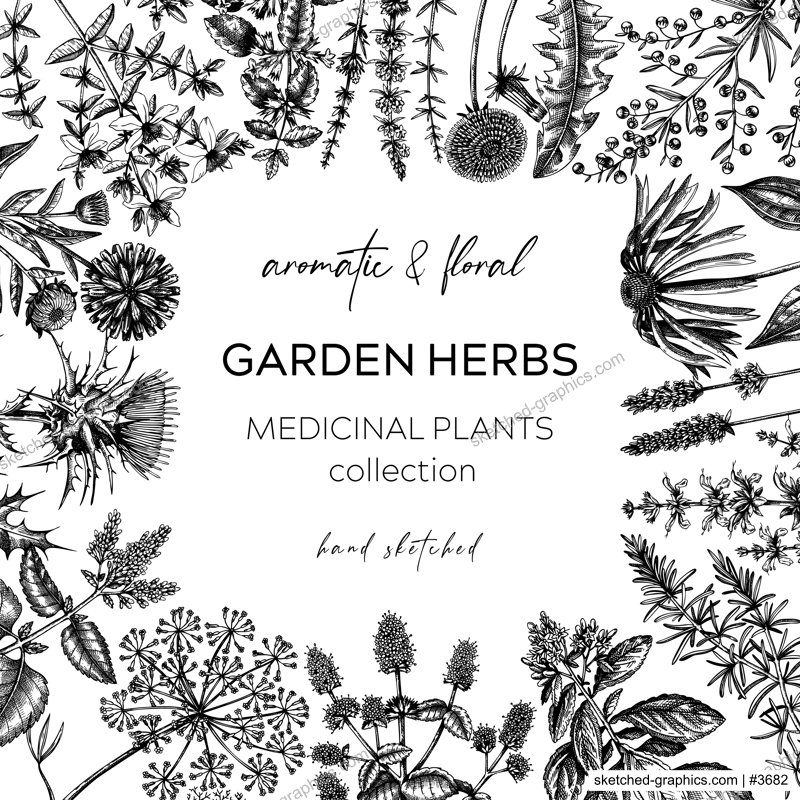 Vintage herbs border. Sketched aromatic plants frame. Botanical design. Herbal tea ingredients. Hand drawn medicinal herbs banners for stickers, label, packaging. Floral outlies background