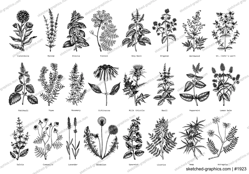 Vintage herbs illustrations. Sketched aromatic plants collection. Botanical design elements. Herbal tea ingredients. Hand drawn medicinal herbs for banners, stickers, label, packaging. Floral outlies