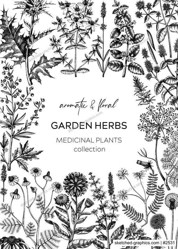 Vintage herbs card or invitation. Aromatic plants frame in sketched style. Botanical design for cosmetics, herbal medicine, herbal tea ingredients. Floral banner