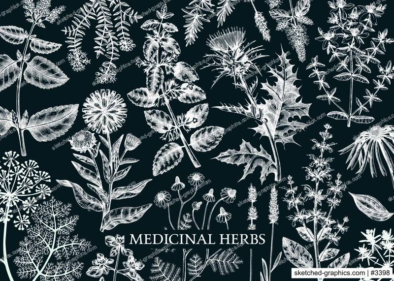 Vintage herbs background on chalkboard. Aromatic plants, medicinal flowers, perfume and cosmetic products, herbal tea ingredients in sketch style. Vector banner design, print, label