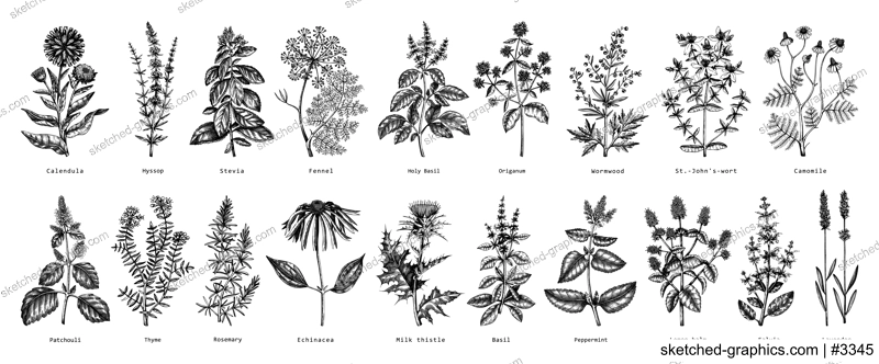 Vintage herbs illustrations. Aromatic plants collection in sketched style. Botanical design elements. Herbal tea ingredients. Hand drawn medicinal herbs for cosmetics, herbal medicine, perfumery.