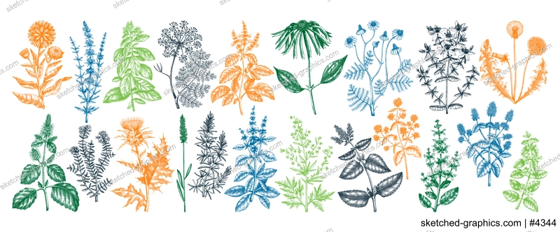 Vintage herbs illustrations. Aromatic plants collection in sketched style. Botanical design elements. Herbal tea ingredients. Hand drawn medicinal herbs for cosmetics, herbal medicine, perfumery.