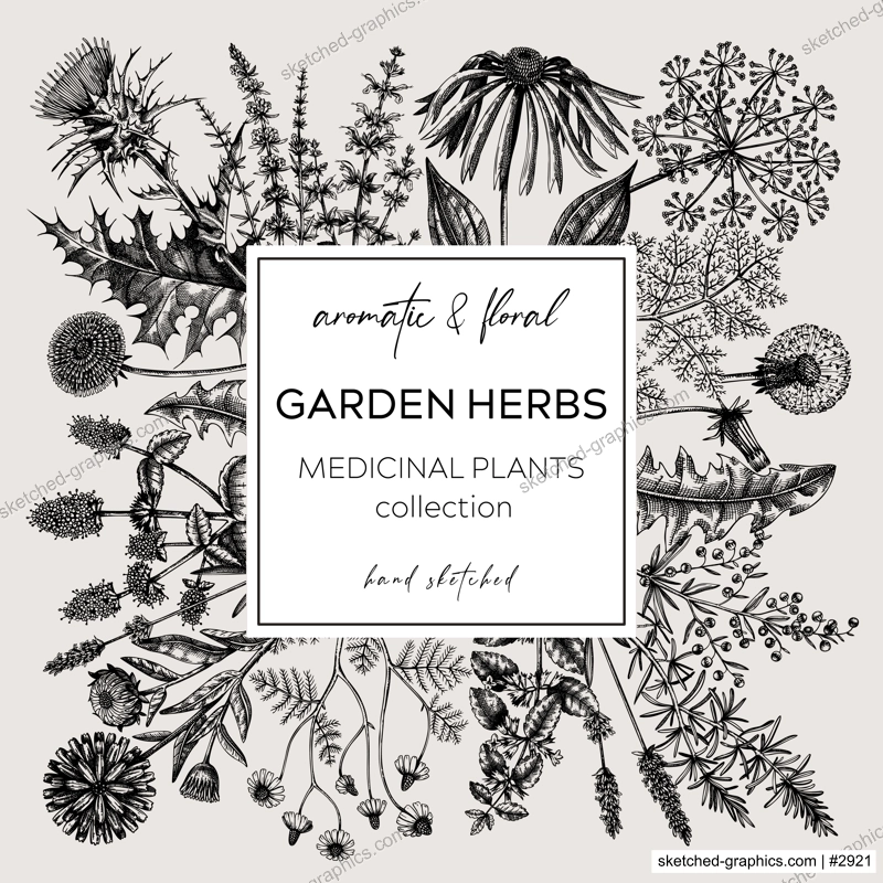 Vintage herbs wreath. Sketched aromatic plants border. Botanical design. Herbal tea ingredient sketches. Hand drawn flowers banners for cosmetics, perfumery, herbal medicine. Floral card template