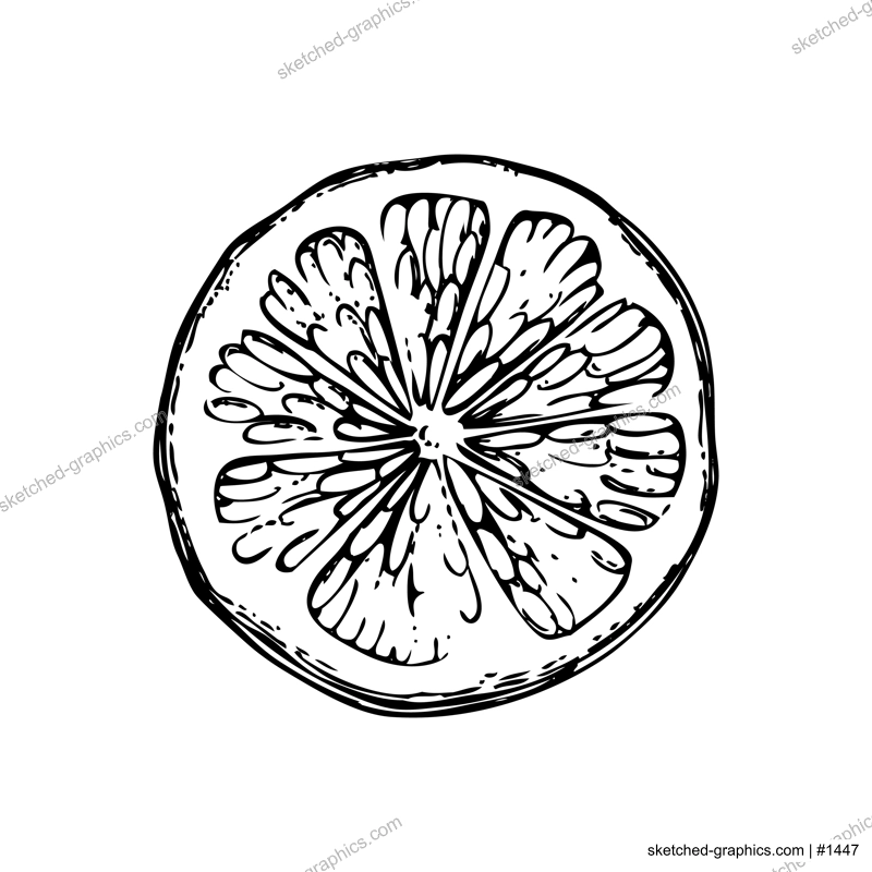 Vintage lime sketch. Citrus fruit hand-drawn vector illustration. Exotic plant drawing in engraved style. Botanical design element. NOT AI-generated