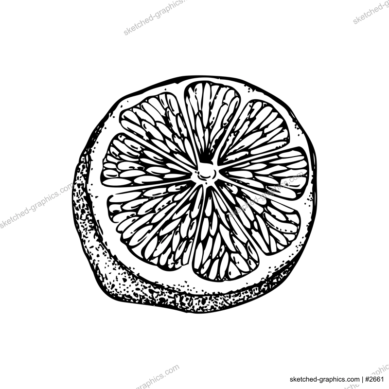 Vintage half lime sketch. Citrus fruit hand-drawn vector illustration. Exotic plant drawing in engraved style. Botanical design element. NOT AI-generated