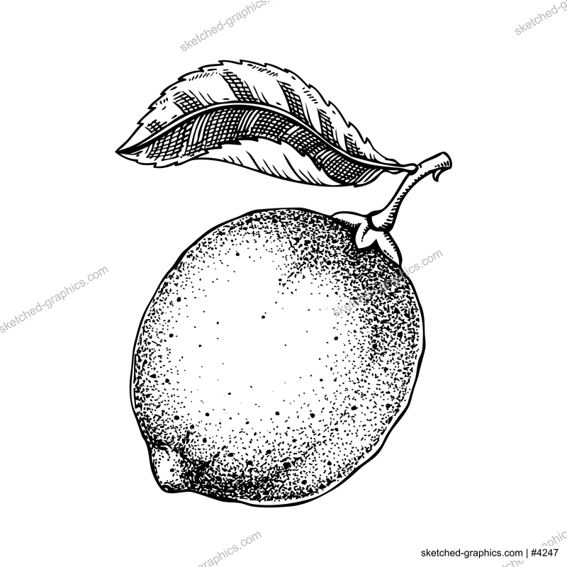 Vintage lime sketch. Citrus fruit hand-drawn vector illustration. Exotic plant drawing in engraved style. Botanical design element. NOT AI-generated