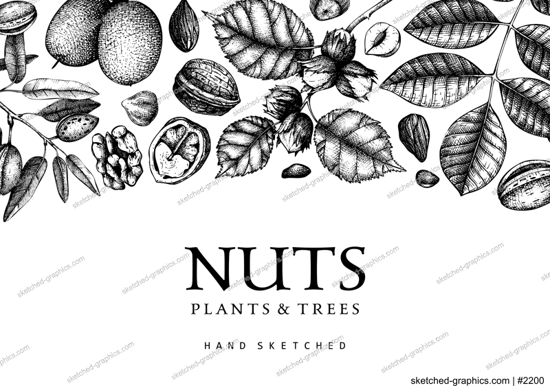 Vector background in vintage style. Vintage nuts sketched banner. Healthy food backdrop with branches, plants, nutshells hand-drawings. Realistic botanical illustrations for packaging design