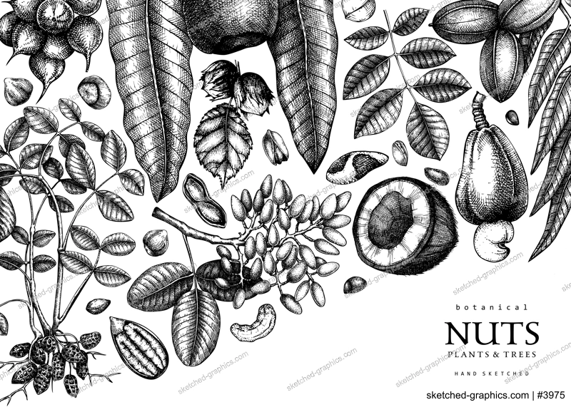 Vector background in vintage style. Vintage nuts sketched banner. Healthy food backdrop with branches, plants, nutshells hand-drawings. Realistic botanical illustrations for packaging design