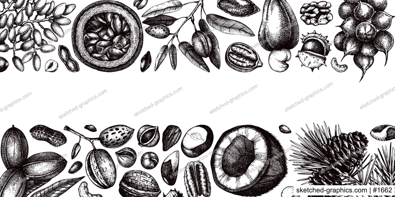 Vector nuts banner in vintage style. Vintage nuts sketched border. Healthy food background with branches, plants, fruit, nutshells hand-drawings. Realistic botanical illustrations for packaging design