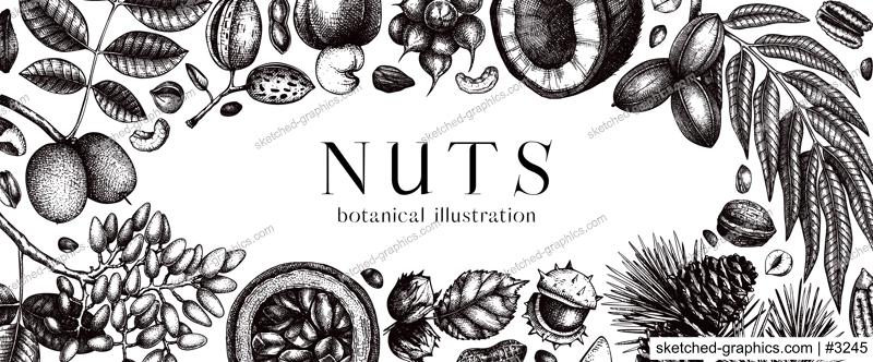 Vector nuts banner in vintage style. Vintage nuts sketched frame. Healthy food background with branches, plants, fruit, nutshells hand-drawings. Realistic botanical illustrations for packaging design