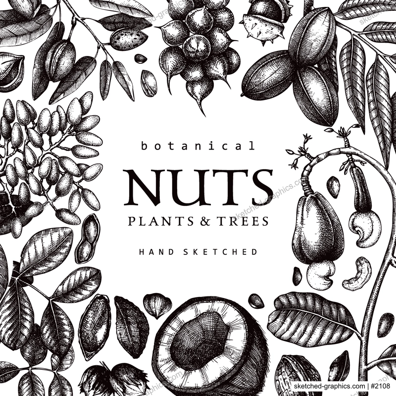Vector nuts card in vintage style. Vintage nuts sketched frame. Healthy food background with branches, plants, fruit, nutshells hand-drawings. Realistic botanical illustrations for packaging design