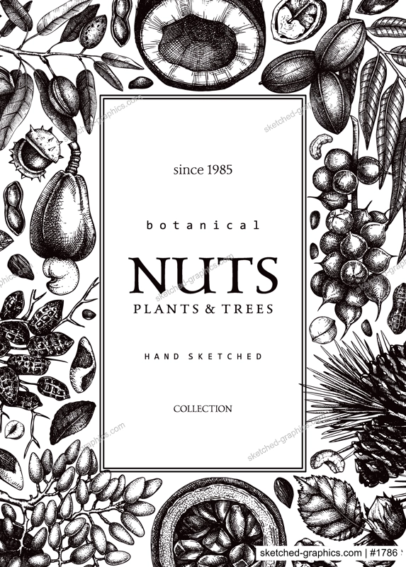 Vector nuts card in vintage style. Vintage nuts sketched frame. Healthy food background with branches, plants, fruit, nutshells hand-drawings. Realistic botanical illustrations for packaging design