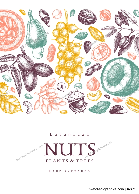 Vector card banner in college style. Vintage nuts sketched frame. Healthy food background with branches, plants, nutshells hand-drawings and abstract shapes. Creative botanical illustrations