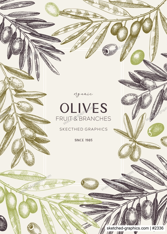 Vinatge olives card design.Olive tree branches sketches. Mediterranean food menu template. Hand-drawn vector illustration. NOT AI generated.