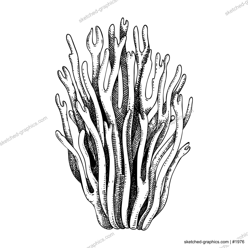 Violet coral mushroom sketch. Magic fungus illustration. Hand drawn forest plant. Magenta coral mushroom drawing isolated on white background.