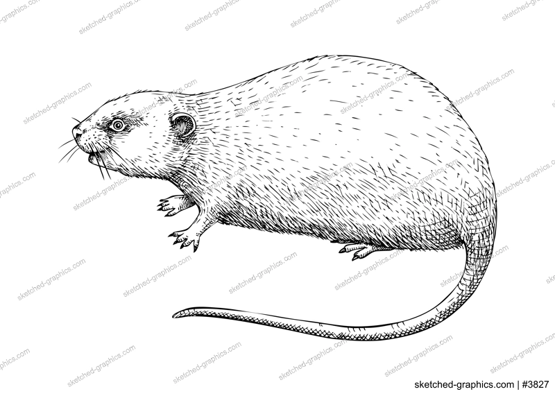 Vole vector sketch. Hand drawn wildlife illustration in engraved style. Field mice isolated on white background. Black and white animal drawing for print, poster, card, cover.