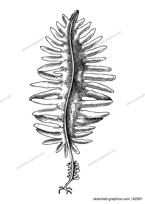 Hand drawn Wakame - algae sketch. Sea mustard - edible seaweed drawing isolated on white background. Sea kelp vector food illustration. Japanese cuisines, healthy food ingredient in engraved style