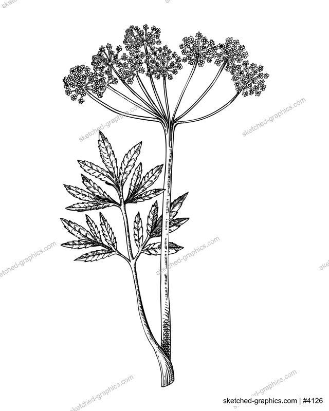 Water hemlock sketch. Poisonous plant drawing. Cicuta hand-drawn vector illustration. Witchcraft, herbal remedies, medicinal plants, apothecary.  NOT AI genereted