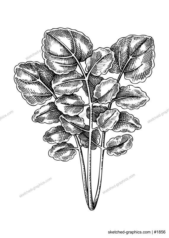 Fresh Watercress sketch. Hand-sketched leaf vegetable illustration. Healthy food plant. Vector drawing of raw cultivated yellowcress. Perfect for grocery, markets, packaging, recipes, menus design.