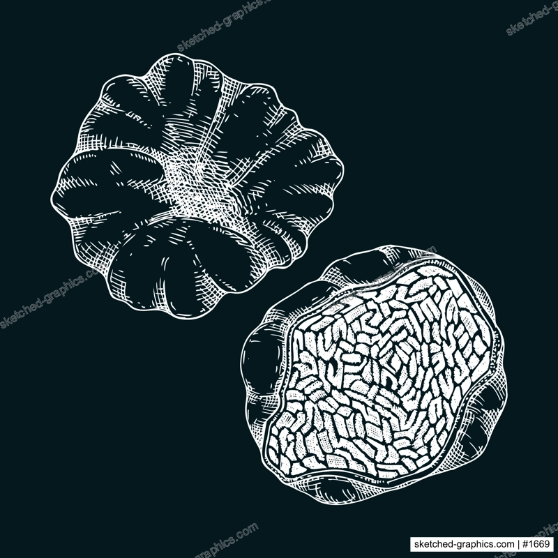 White truffle mushroom sketch. Edible fungus illustration. Fungal protein, mycoprotein, plant-based product healthy food design element. Forest mushroom drawing on chalkboard
