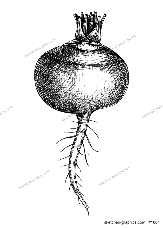 Fresh white turnip sketch. Garden root vegetable. Organic food plant hand-sketched illustration. Vector illustration of raw cultivated turnip