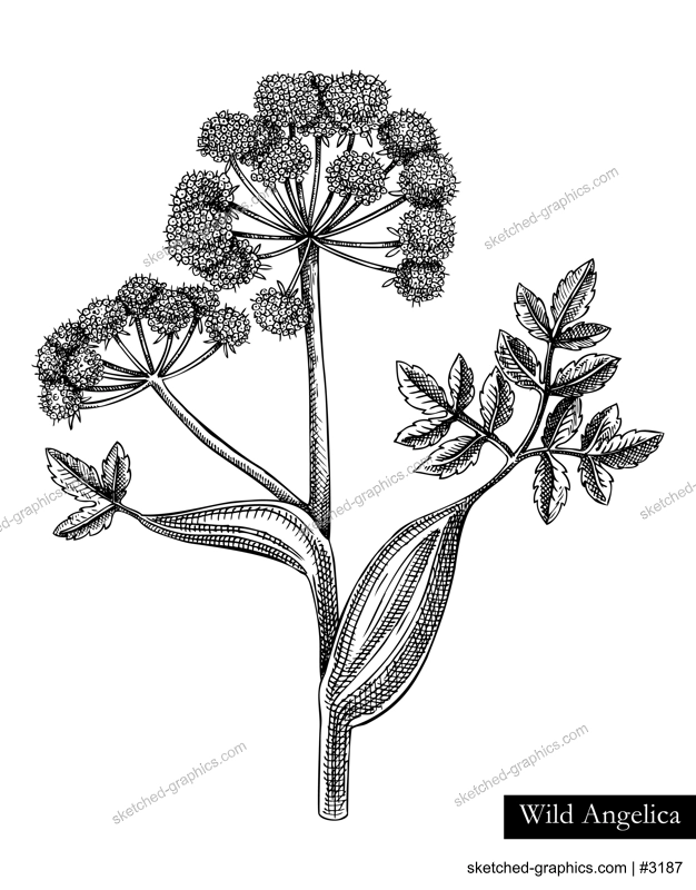 Wild angelica vector illustration. Hand drawn summer flower sketch. Wildflower drawing isolated on white background. Damp meadows or woodlands flowering plant. Floral design element in engraved style