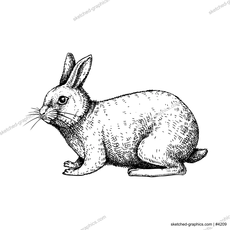 Little wild hare illustration. Sitting forest animal with long ears black outline. Cute jack rabbit sketch. Mammal character vector illustration isolated on white background