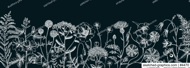 Summer background with field flowers in sketch style. Hand drawn wildflowers border on chalkboard. Herbs, meadows, flowering plants vector illustrations. Floral design for banner, packaging, print