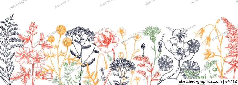 Summer background with field flowers in sketch style. Hand drawn wildflowers border in color. Herbs, meadows, flowering plants vector illustrations. Floral design for banner, web, packaging, print