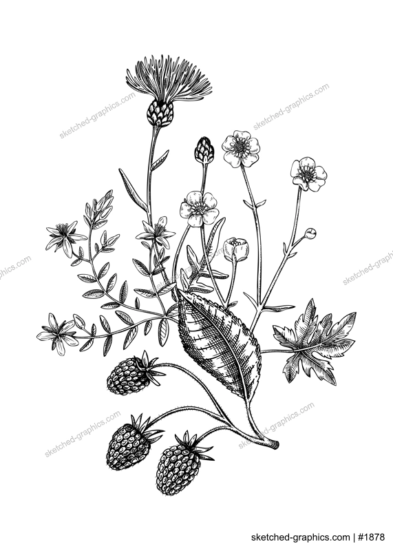 Summer flowers bouquet in sketch style. Botanical drawings with raspberry, buttercup, thistle, st. john's wort. Vintage wildflowers hand-drawn illustrations for wedding invitations or decoration