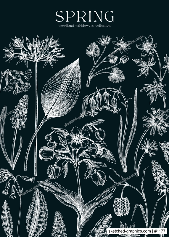 Delicate spring design template. Wildflowers on chalkboard. Woodland wild flower sketches. Floral background, greeting card or invitation. Hand drawn vector illustration, NOT AI