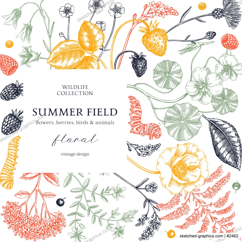 Summer background in color. Floral frame design in sketch style. Wildflowers botanical illustration. Hand-drawn field of flowers and insects for wedding invitation, decoration.