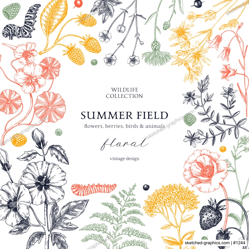 Summer background in color. Floral frame design in sketch style. Botanical drawings of wildflowers, herbs, meadows, berries. Vintage field of flowers hand-drawn illustrations for wedding invitation.