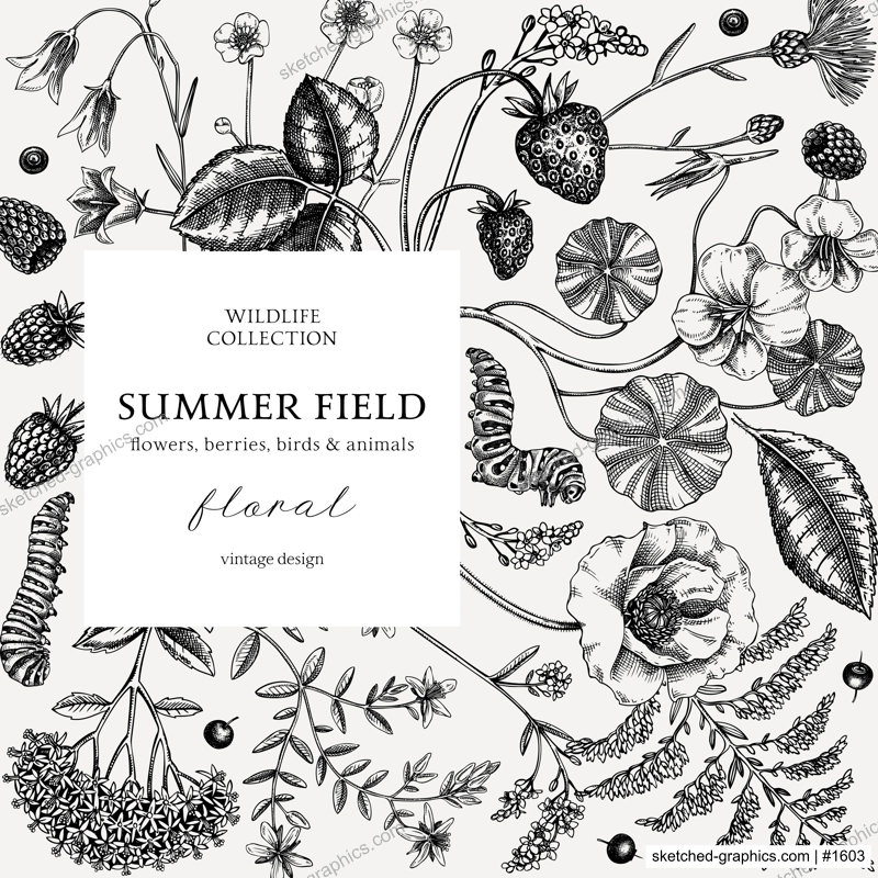 Sketched summer background. Floral frame design in vinatge style. Wildflowers botanical illustration. Hand-drawn field of flowers and insects for wedding invitation, decoration.
