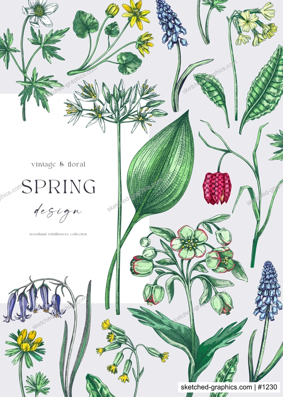 Elegant spring poster design. Wildflowers print in color. Woodland wild flower sketches. Floral background. Botanical card, invitation template . Hand drawn vector illustration, NOT AI