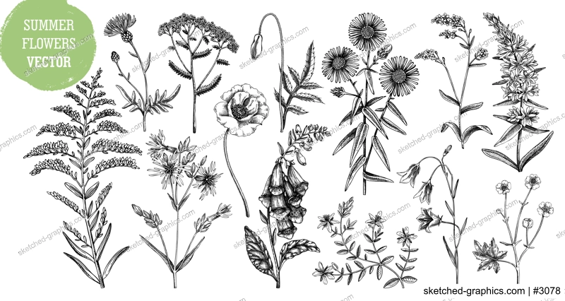 Hand drawn summer flower sketches collection. Wildflower drawings isolated on white background. Herbs, meadows or woodlands flowering plant. Floral design elements set in engraved style