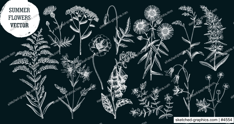 Hand drawn summer flower sketches collection. Wildflower drawings on chalkboard. Herbs, meadows or woodlands flowering plant. Floral design elements set in engraved style