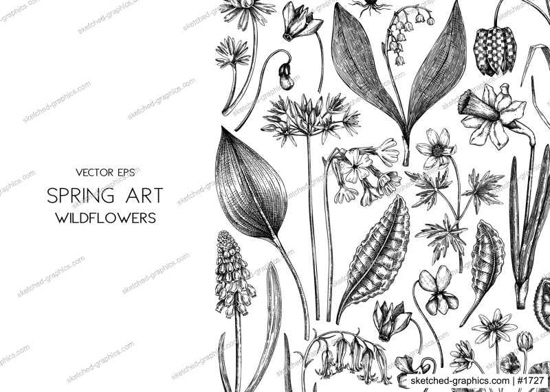 Spring background. Wildflowers hand drawn vector illustrations. Floral design in sketched style. Delicate contoured blooming flowers and leaves border. Vintage minimalist flower sketches