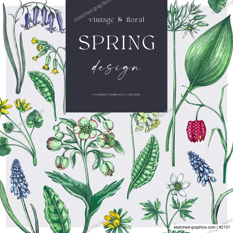 Elegant spring poster design. Wildflowers print in color. Woodland wild flower sketches. Floral background. Botanical card, invitation template . Hand drawn vector illustration, NOT AI