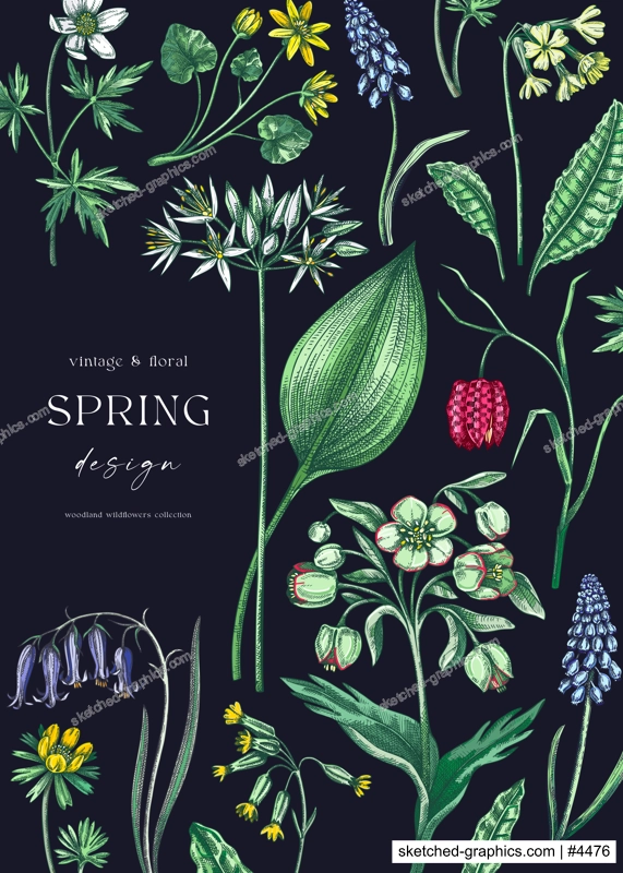 Elegant spring poster design. Wildflowers print in color. Woodland wild flower sketches. Floral background. Botanical card, invitation template . Hand drawn vector illustration, NOT AI