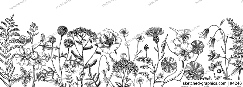 Summer background with field flowers in sketch style. Hand drawn wildflowers vintage border. Herbs, meadows, flowering plants vector illustrations. Floral design for banner, web, packaging, print