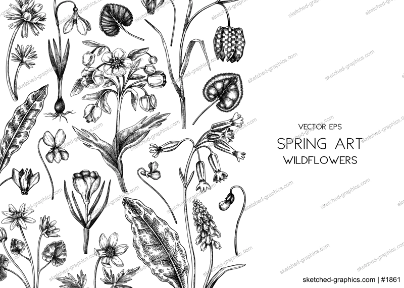 Spring background. Wildflowers hand drawn vector illustrations. Floral design in sketched style. Delicate contoured blooming flowers and leaves border. Vintage minimalist flower sketches