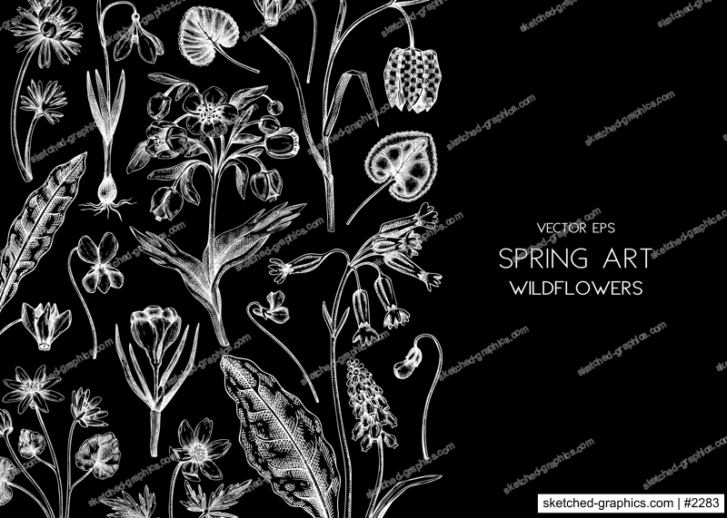 Spring background. Wildflowers hand drawn vector illustrations. Floral design in sketched style. Delicate contoured blooming flowers and leaves border. Vintage minimalist flower sketches