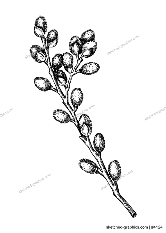 Willow blossom sketch in engraved style. Flowering branches with flowers and buds. White contoured floral drawing isolated on white background. Botanical vector illustration of spring tree. 